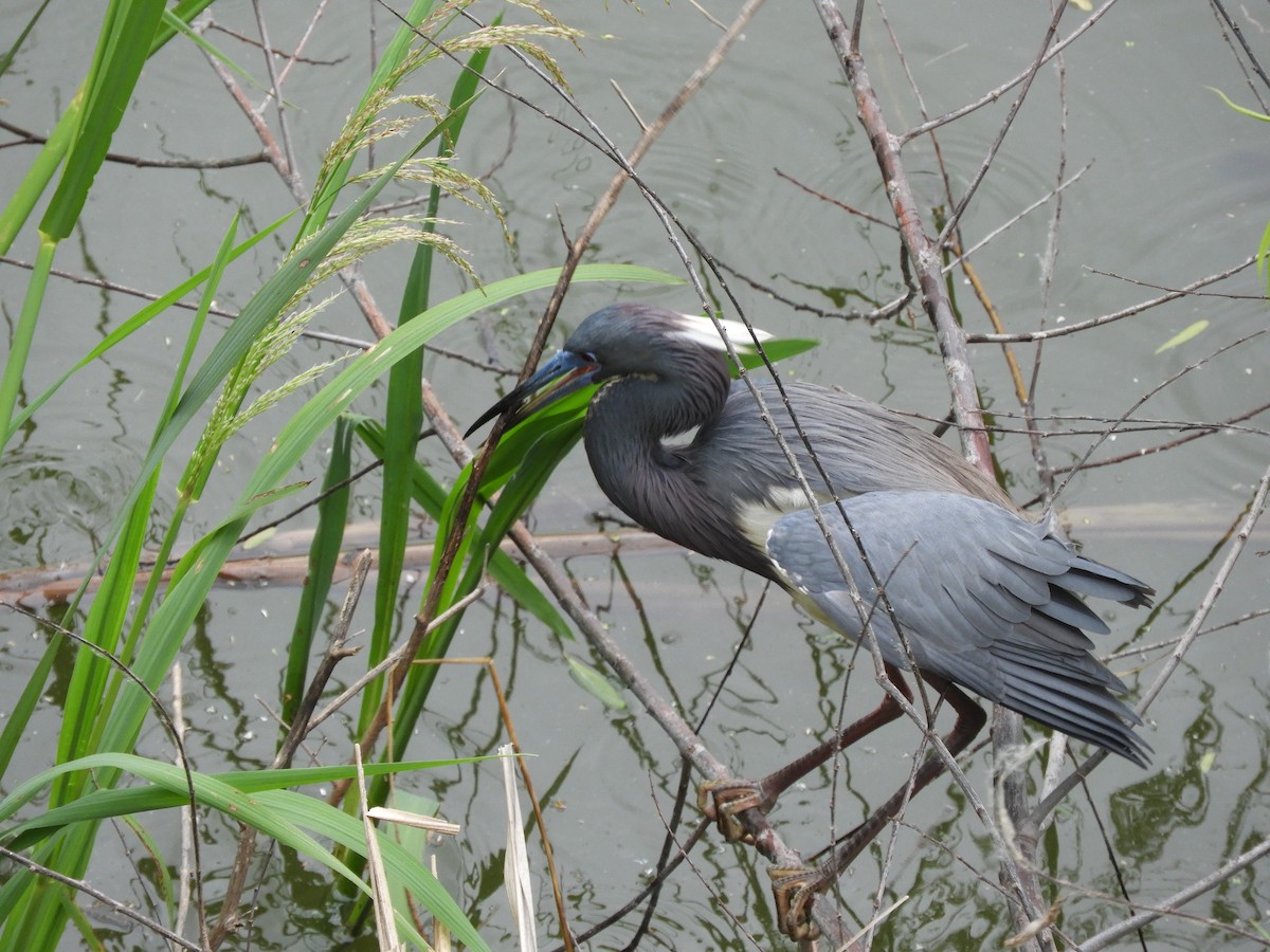 Tricolored Heron - Kyleigh Godsey