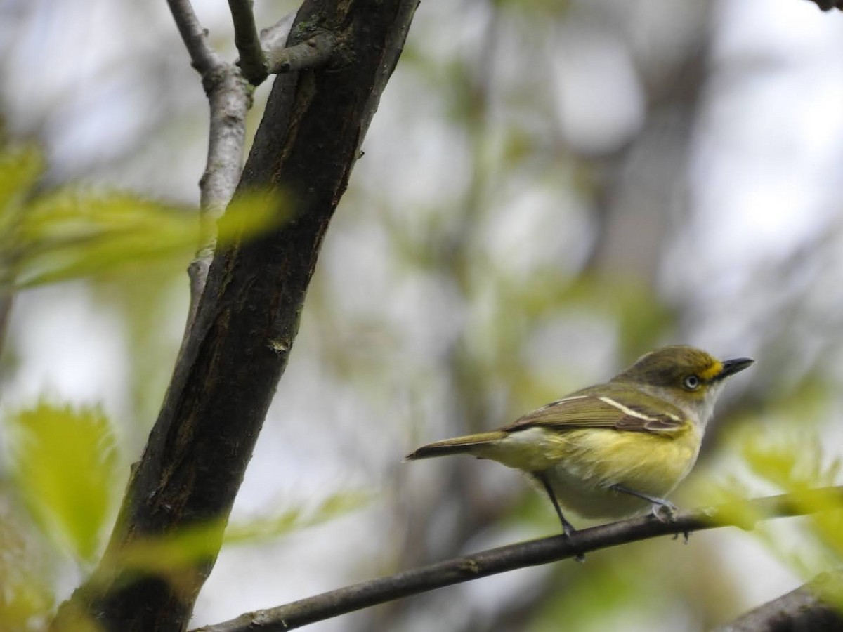 White-eyed Vireo - Eric  Liebold