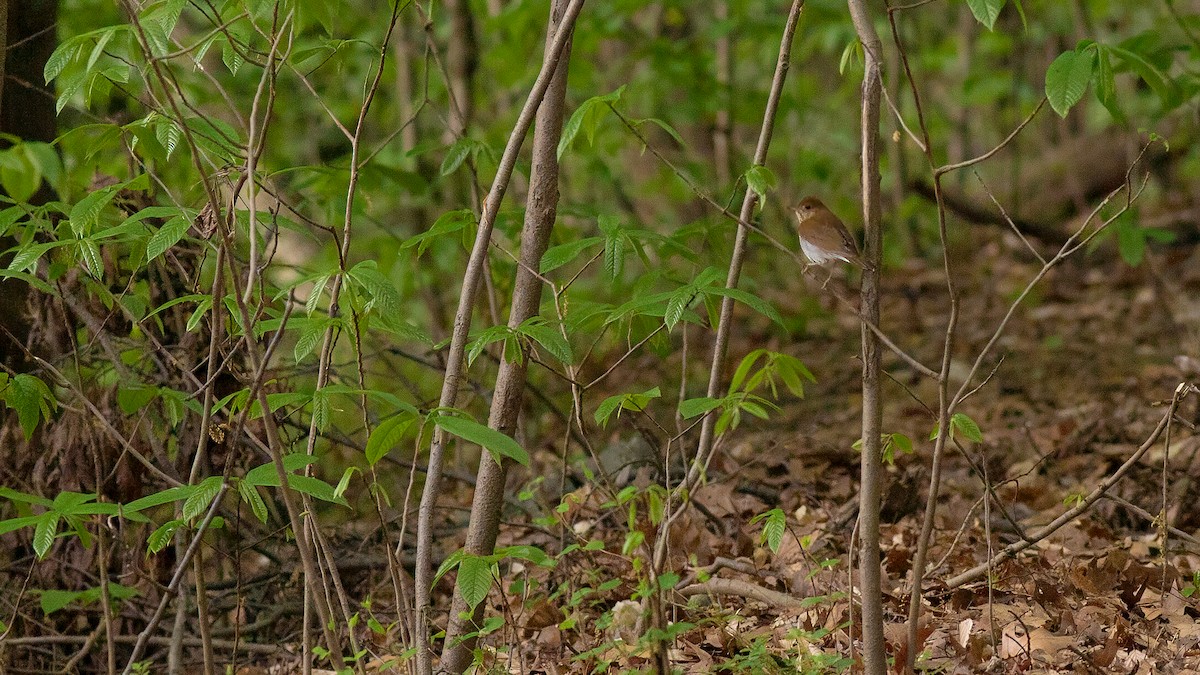 Veery - Todd Kiraly