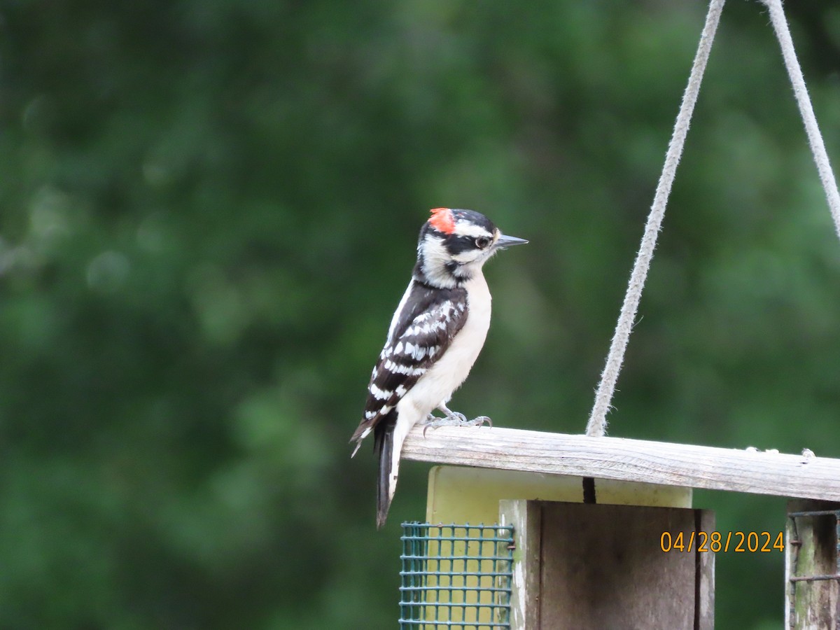 Downy Woodpecker - Susan Leake