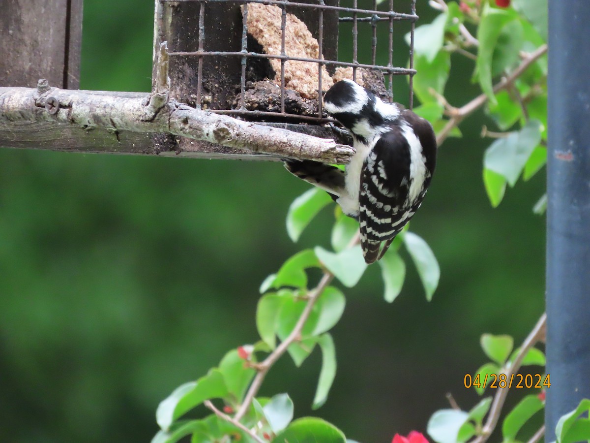 Downy Woodpecker - Susan Leake