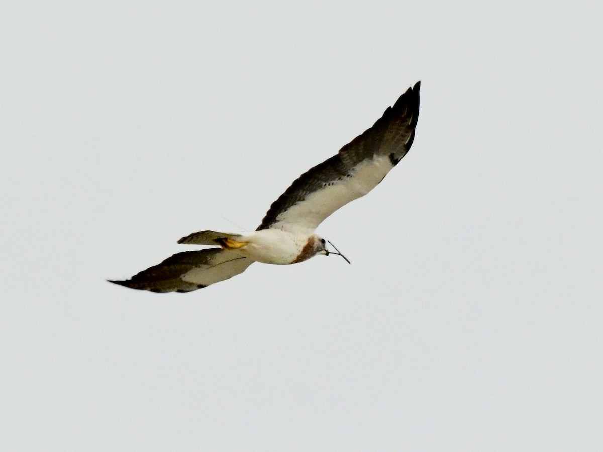 Swainson's Hawk - michelle trotter