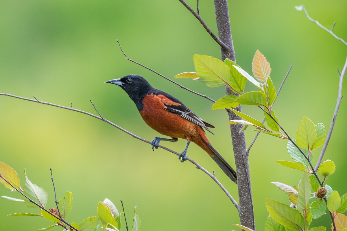 Orchard Oriole - Richard Pockat