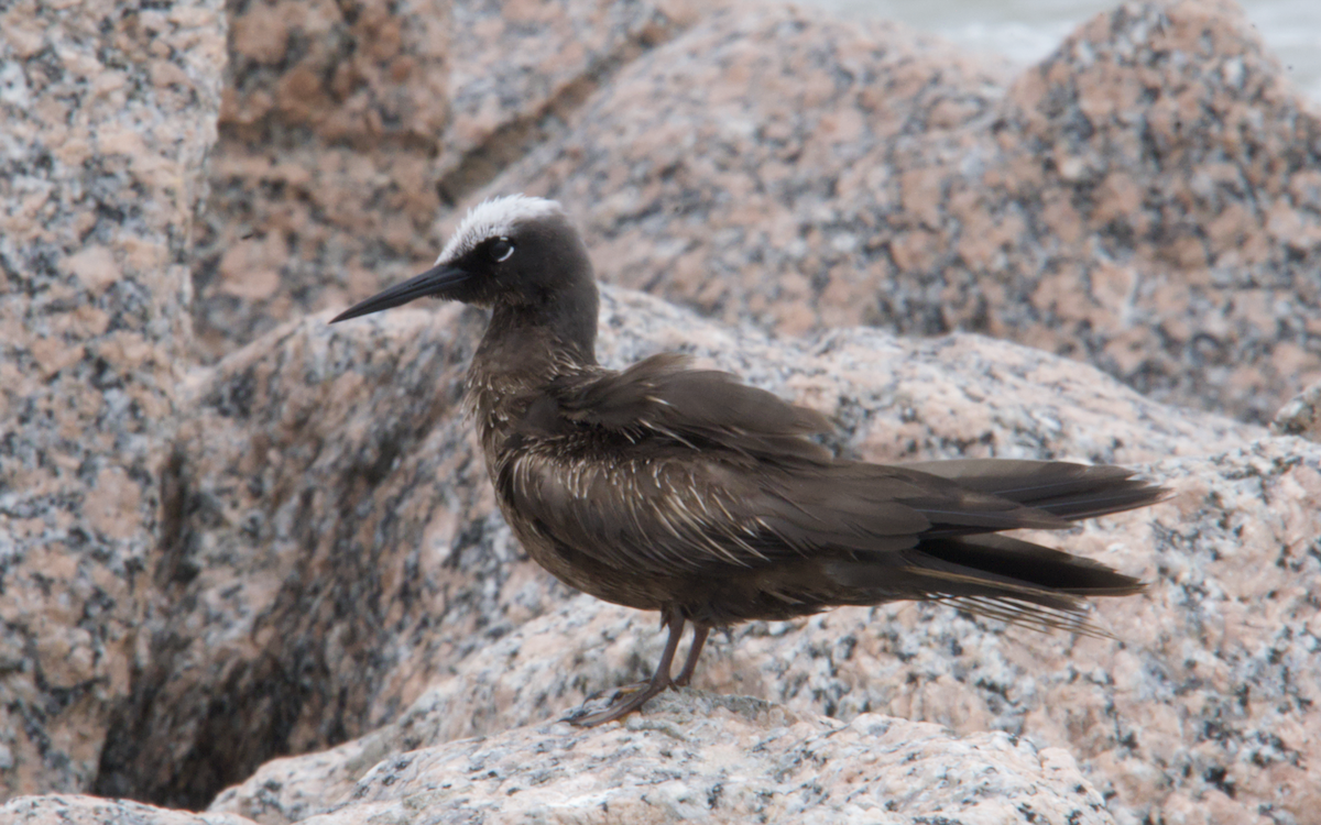 Black Noddy - Evan Farese