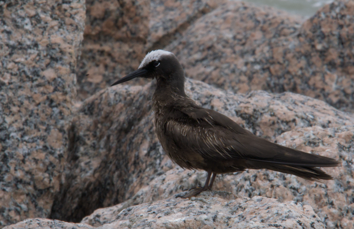 Black Noddy - Evan Farese