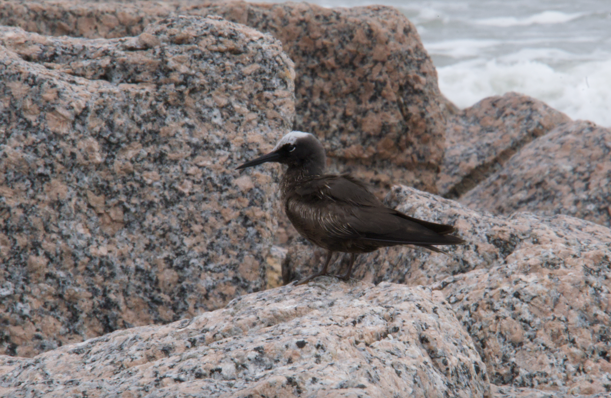 Black Noddy - Evan Farese