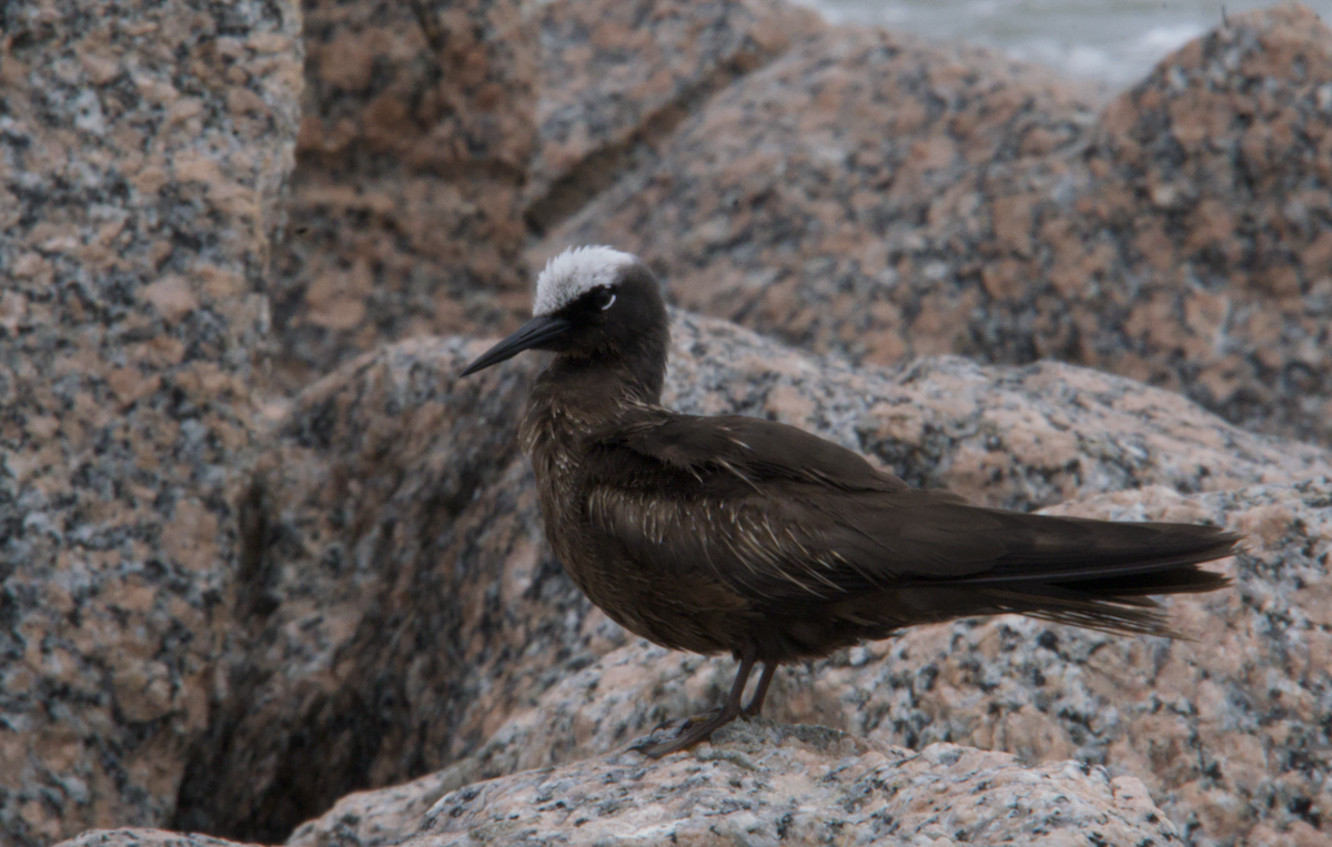 Black Noddy - Evan Farese