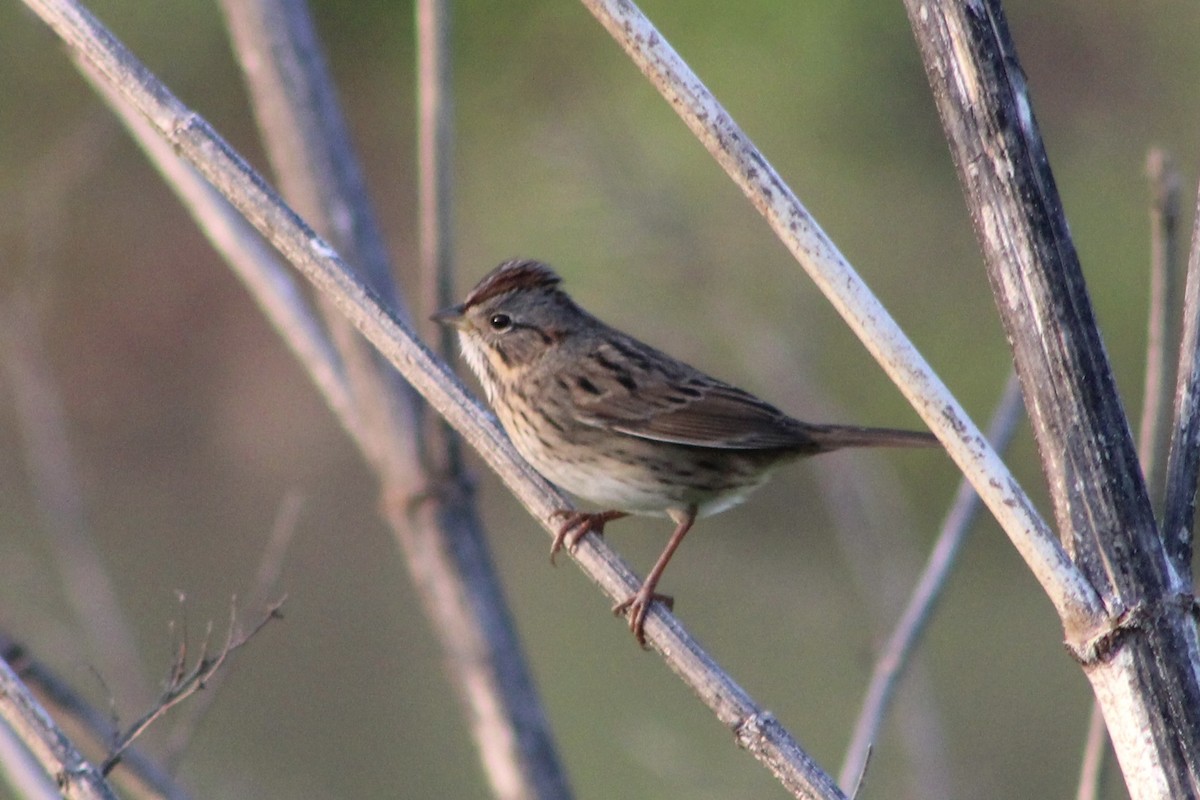 Lincoln's Sparrow - Nicholas Slimmon