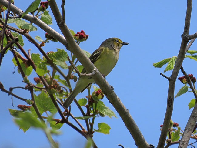 White-eyed Vireo - Nancy Anderson