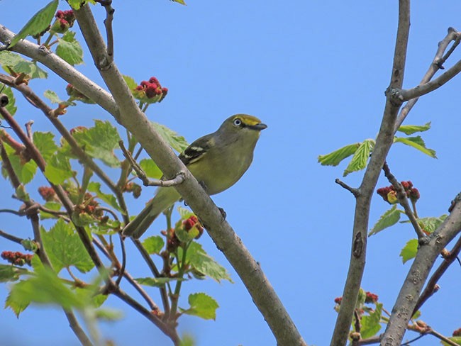 White-eyed Vireo - Nancy Anderson