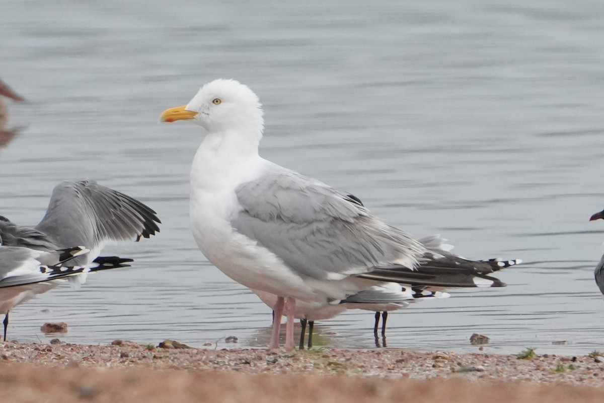 Gaviota Argéntea - ML618130086