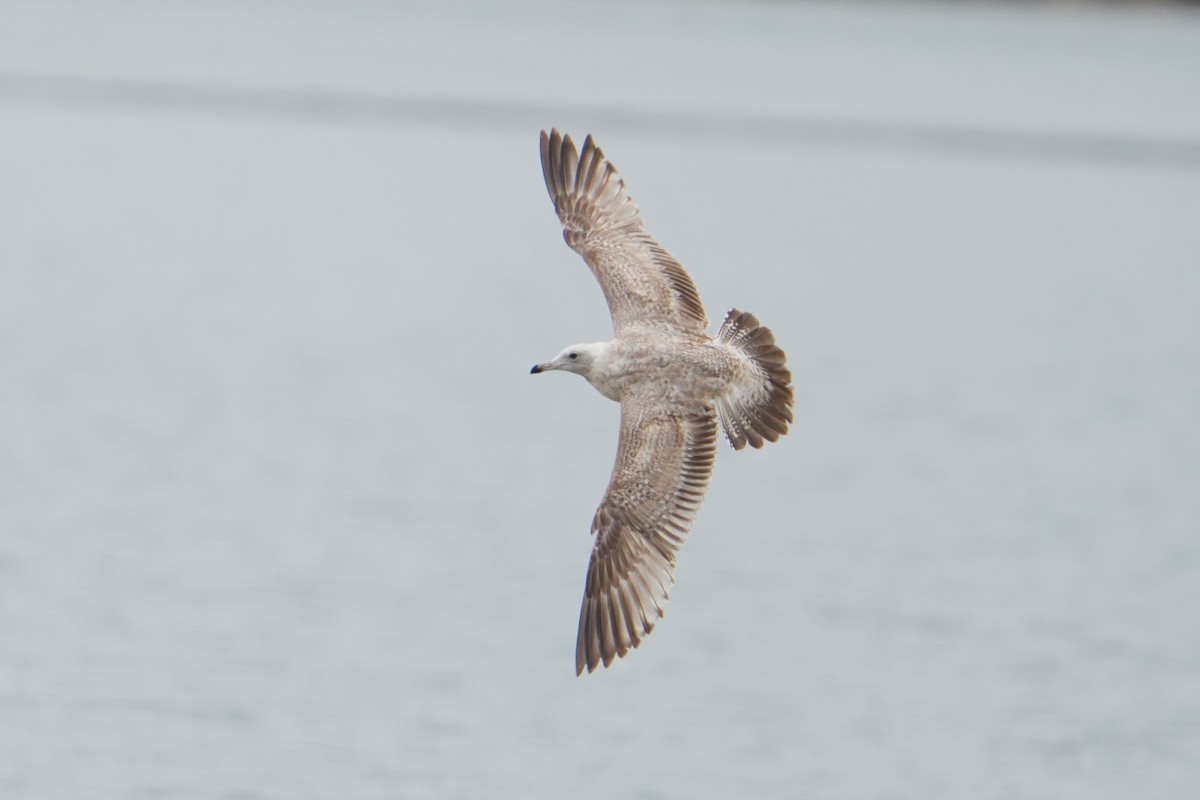 Herring Gull - ML618130103