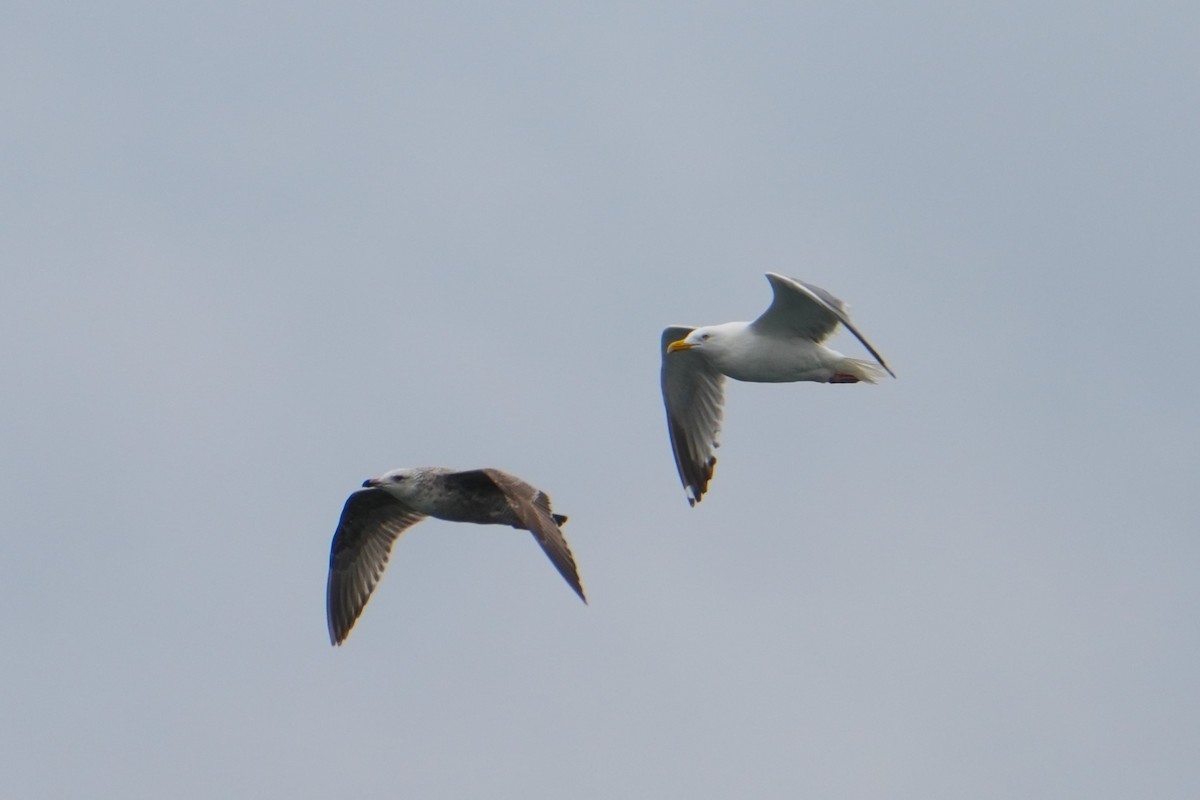 Gaviota Argéntea - ML618130105