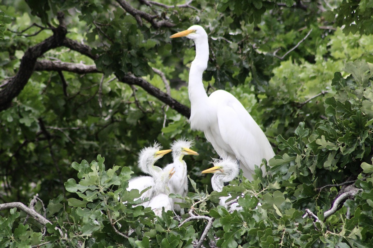 Great Egret - Nicholas Slimmon