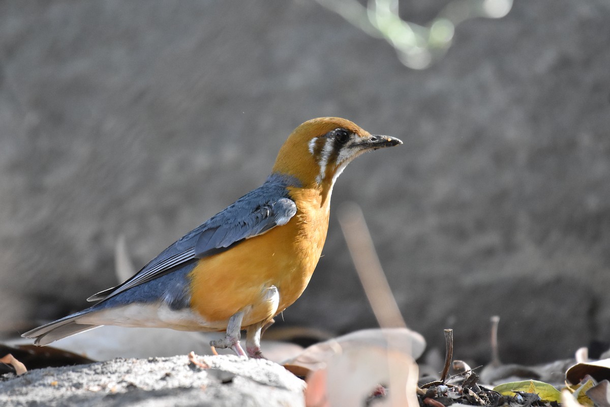 Orange-headed Thrush - partha ghosh