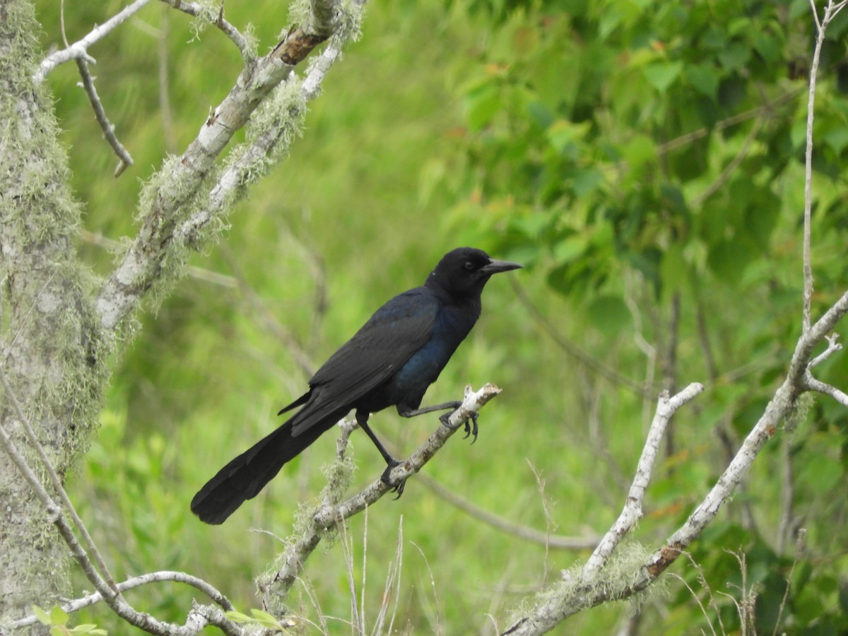 Boat-tailed Grackle - Kyleigh Godsey