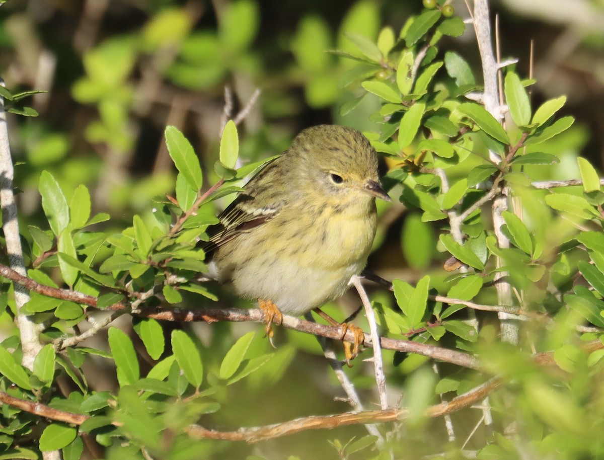 Blackpoll Warbler - Juli deGrummond