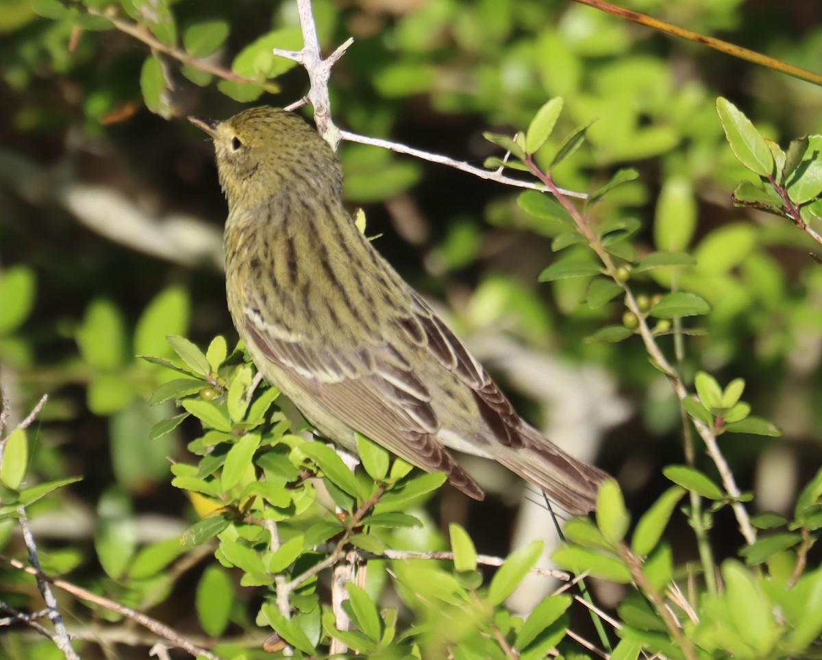 Blackpoll Warbler - Juli deGrummond