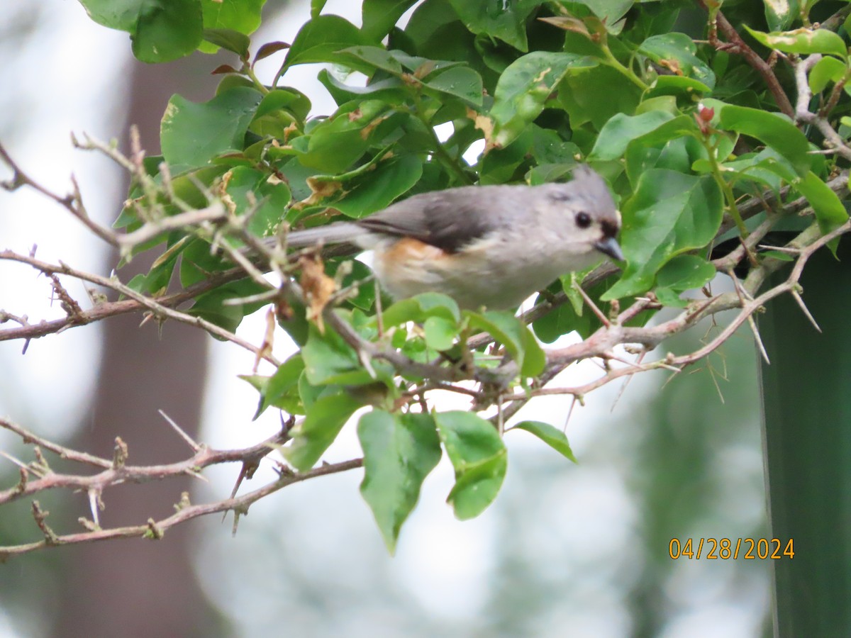 Tufted Titmouse - Susan Leake