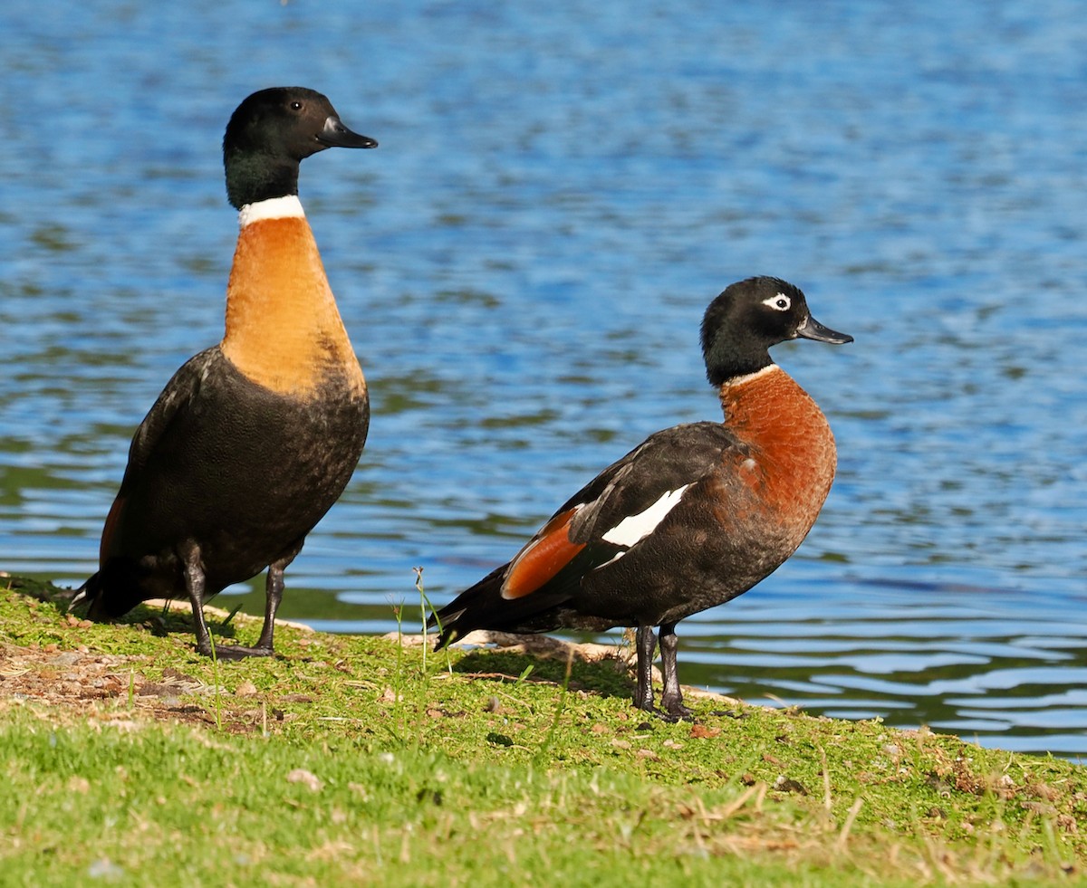 Australian Shelduck - ML618130167