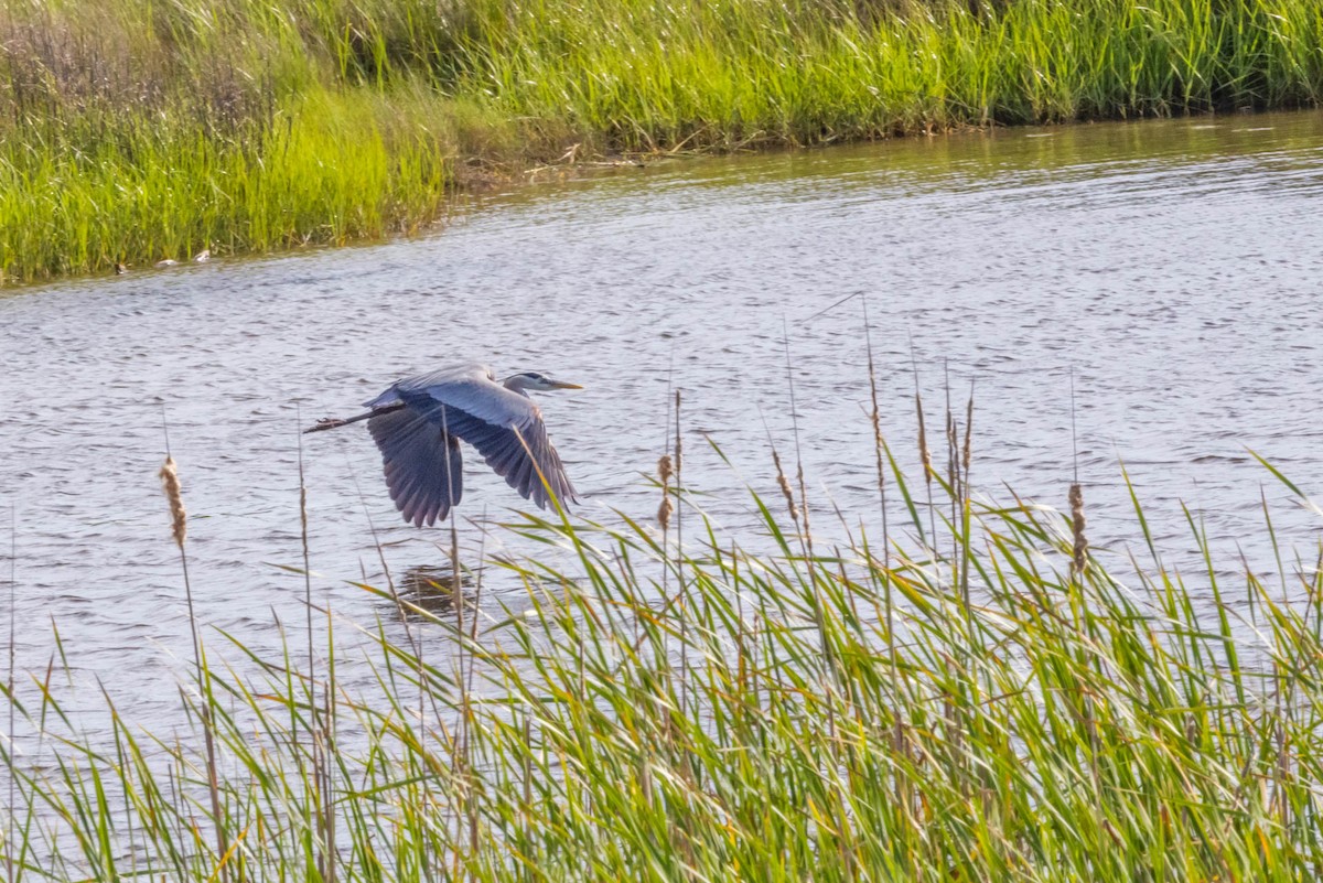 Great Blue Heron - Linda McNulty