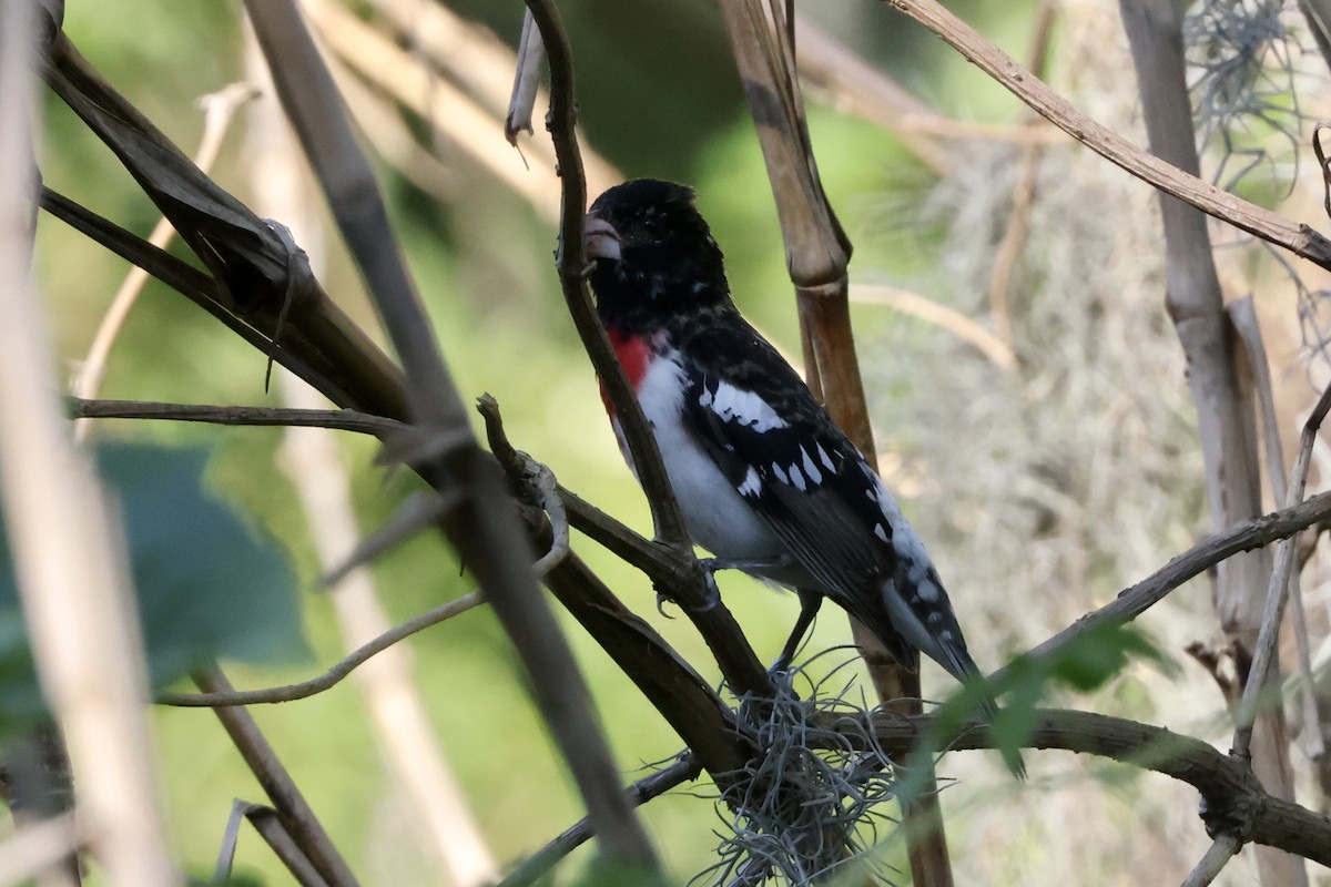 Rose-breasted Grosbeak - Alice Church