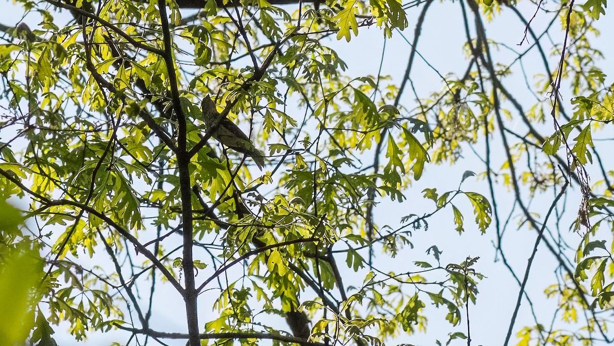 Rose-breasted Grosbeak - Todd Kiraly