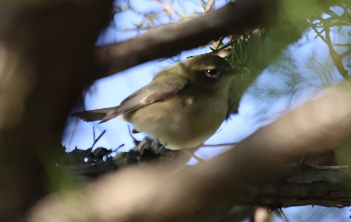 Black-throated Blue Warbler - Juli deGrummond