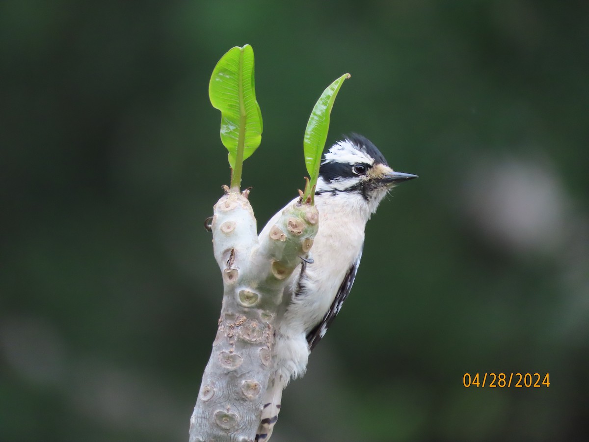 Downy Woodpecker - Susan Leake