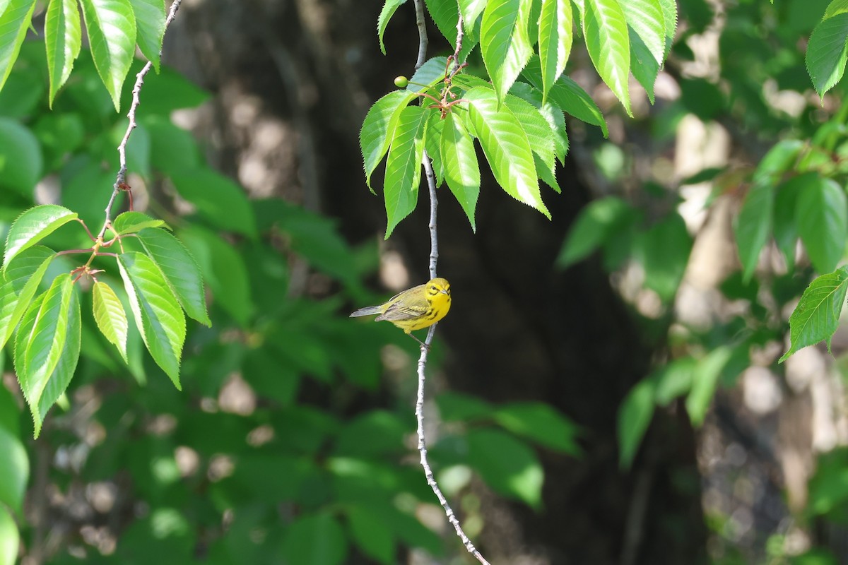 Prairie Warbler - James Rappo