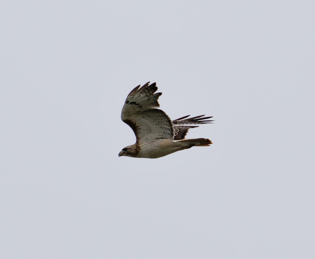 Red-tailed Hawk - Kristin Tallis