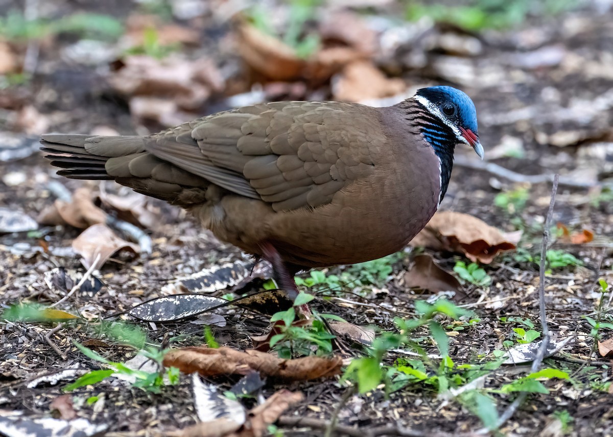 Blue-headed Quail-Dove - James Hoagland