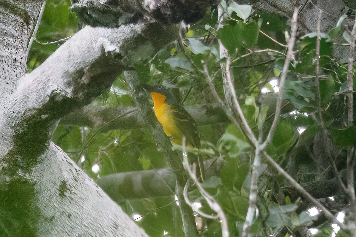 Lagden's Bushshrike (Lagden's) - ML618130229