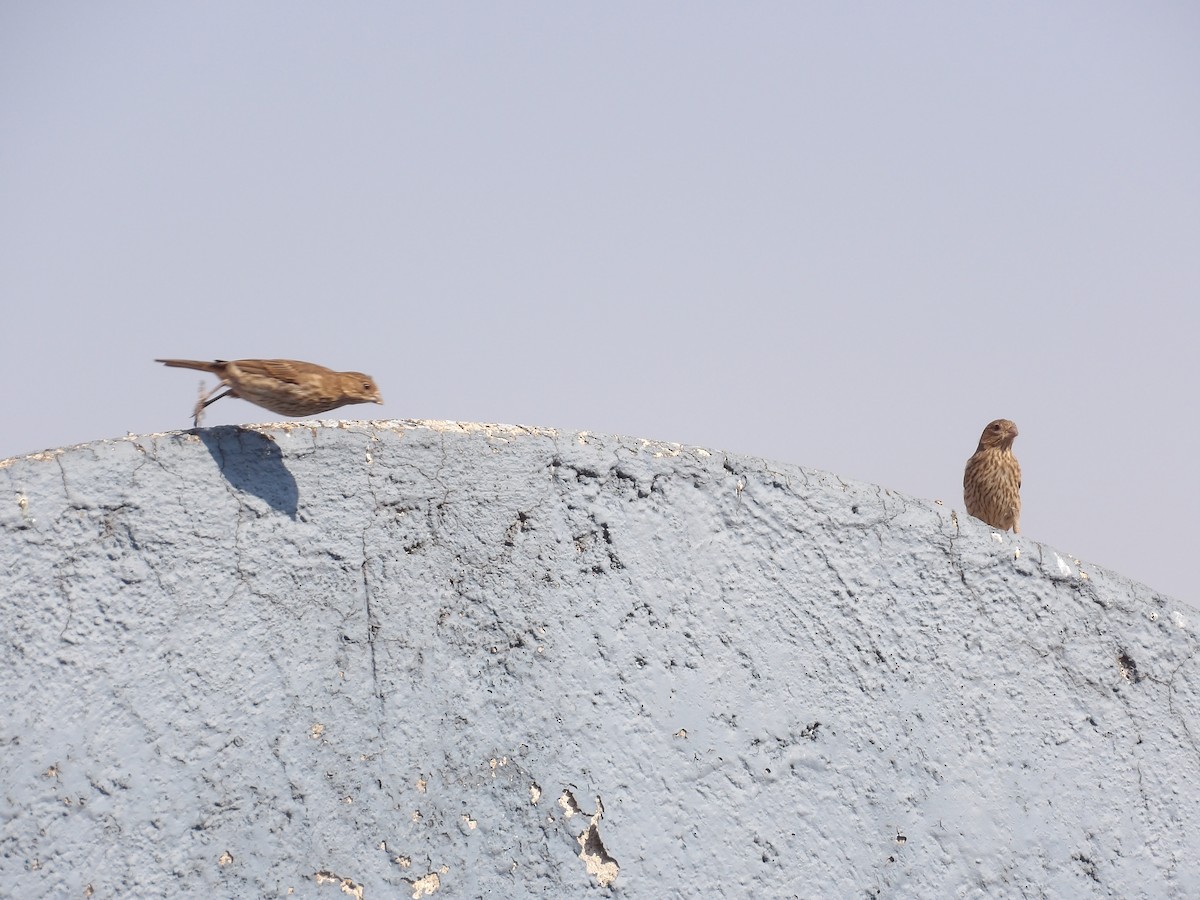 House Finch - Marcelo Gutierrez