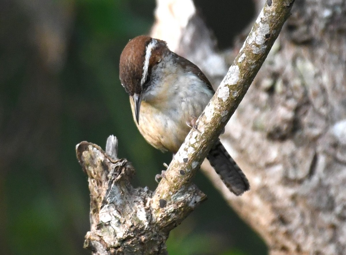 Carolina Wren - David True