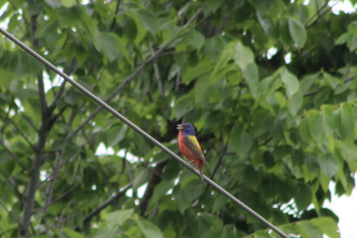 Painted Bunting - Nicholas Slimmon