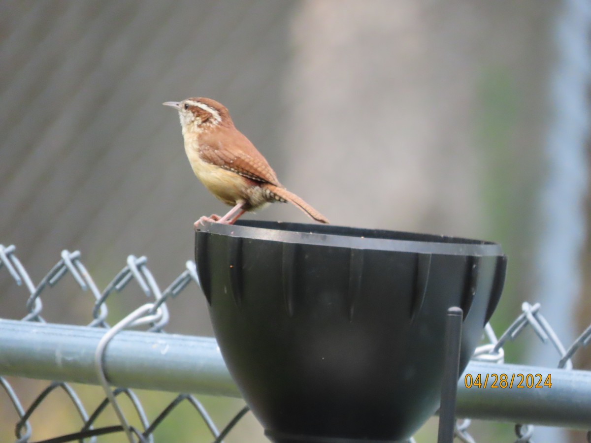 Carolina Wren - Susan Leake