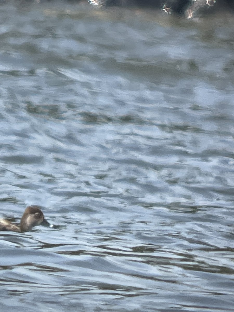 Ring-necked Duck - ML618130281