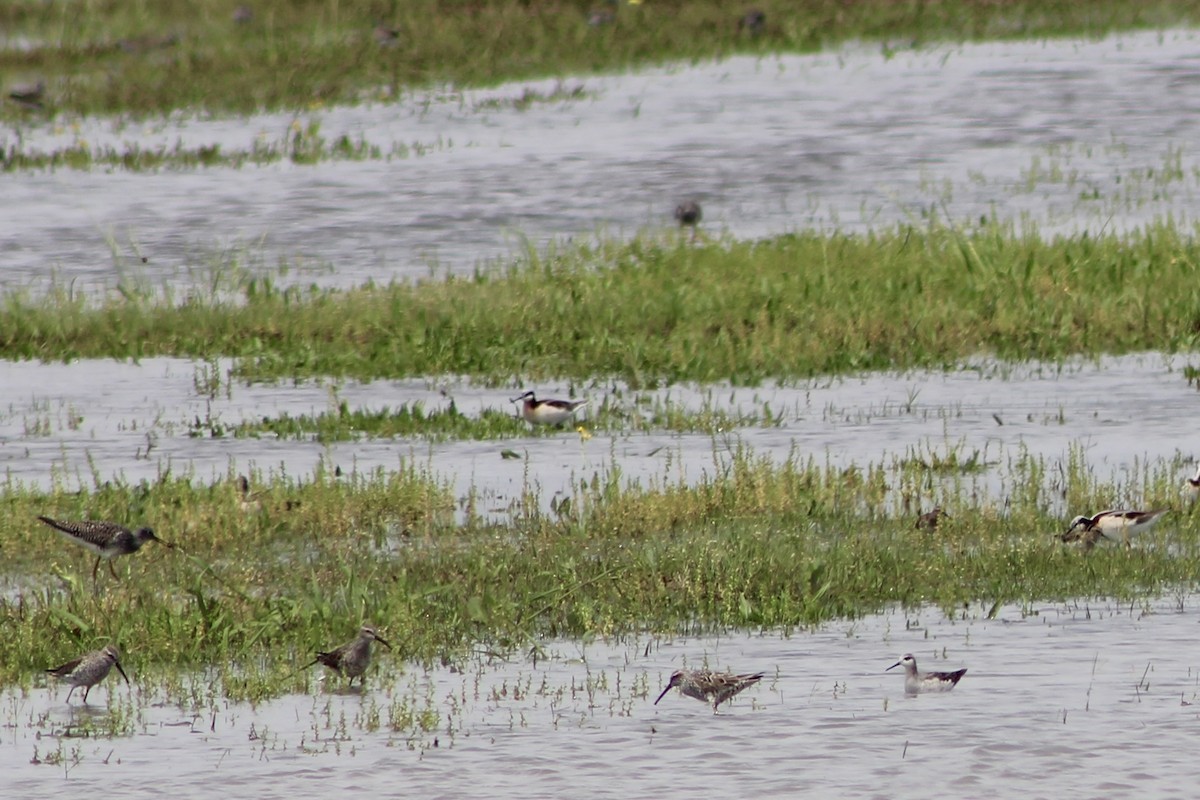 Wilson's Phalarope - Nicholas Slimmon