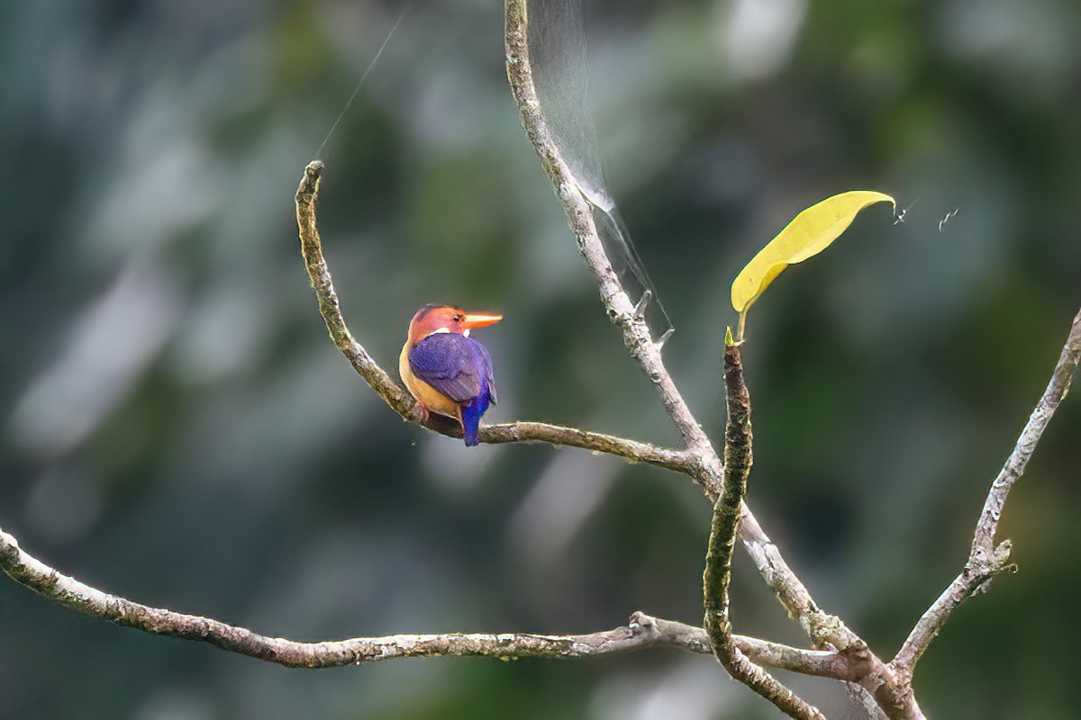 African Pygmy Kingfisher - ML618130314