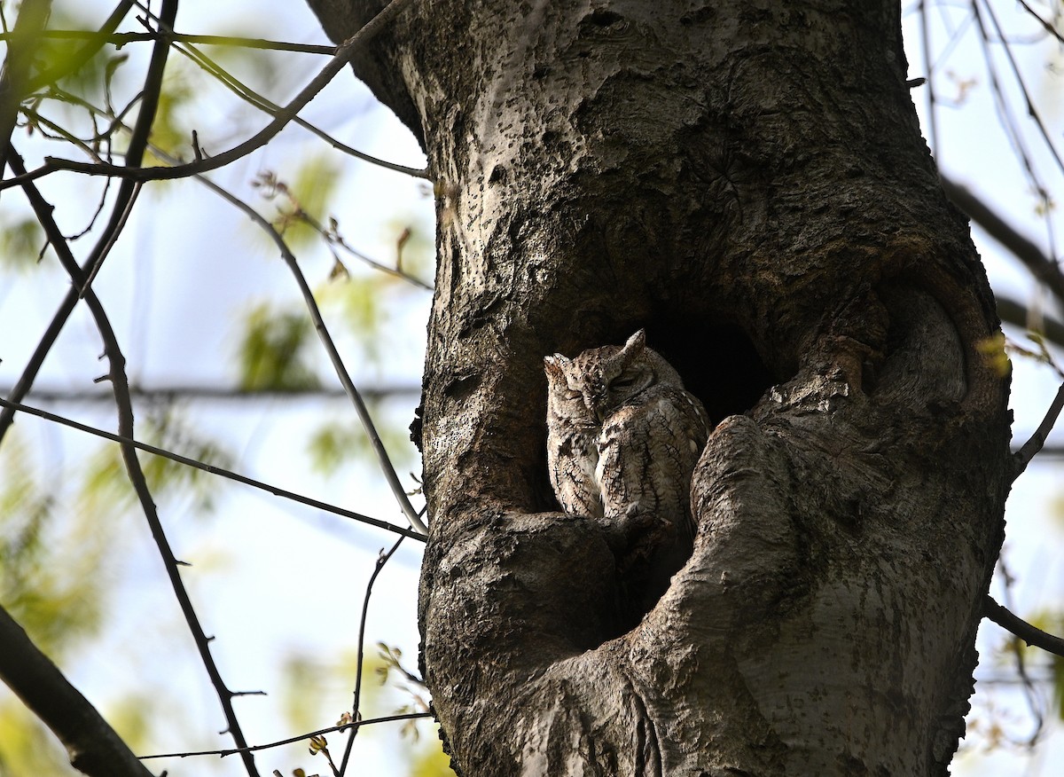 Eastern Screech-Owl - Alecia Gorski