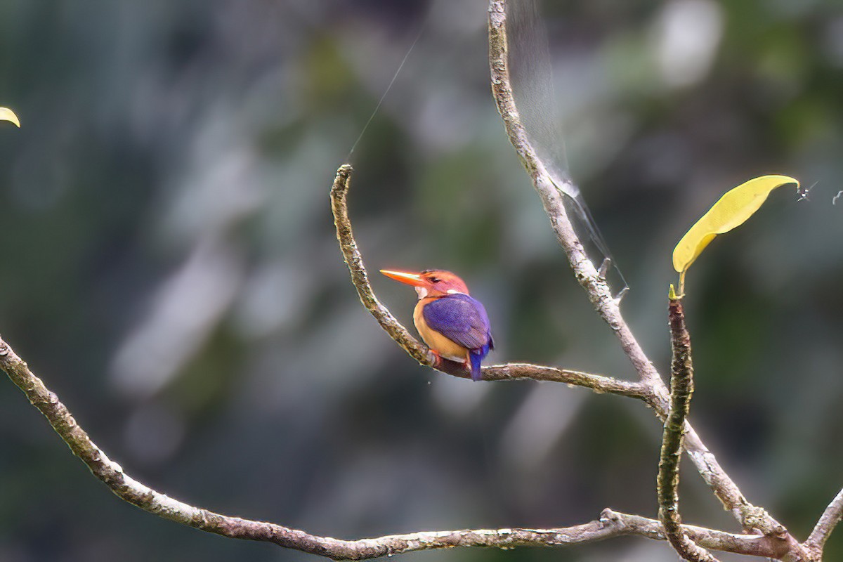 African Pygmy Kingfisher - Jeanne Verhulst