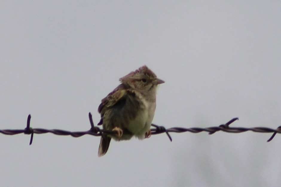 Cassin's Sparrow - Nicholas Slimmon