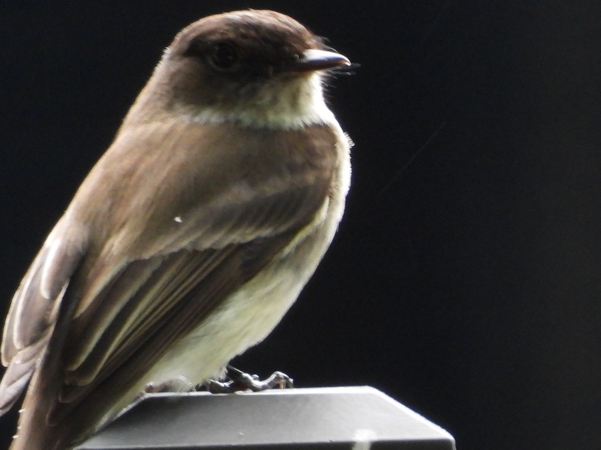 Eastern Phoebe - Lori O'Bar