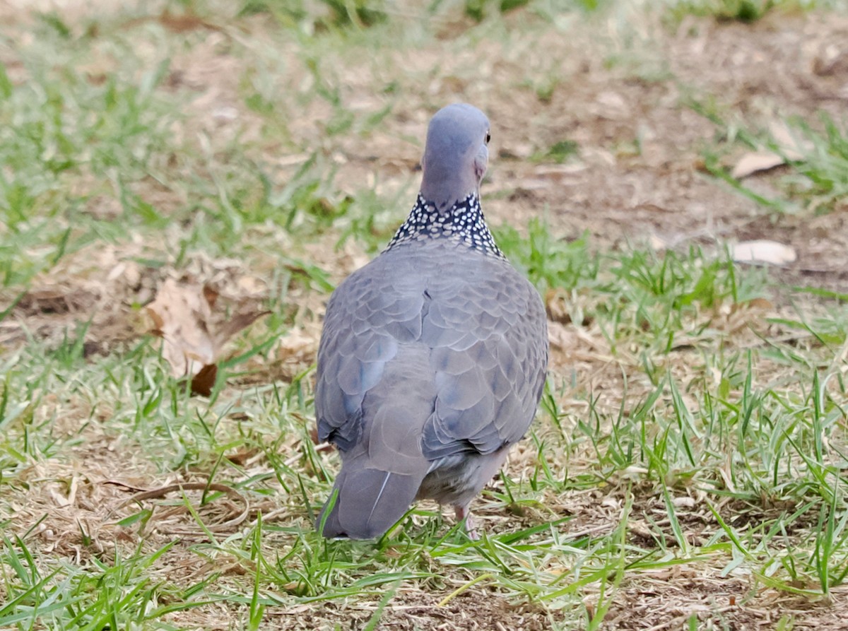 珠頸斑鳩 - ML618130346