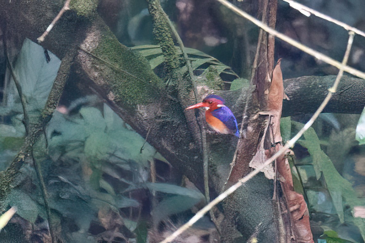 African Pygmy Kingfisher - ML618130371