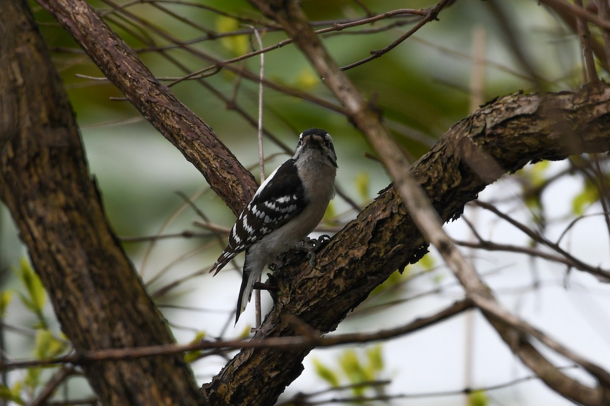 Downy Woodpecker - Jessica Coss