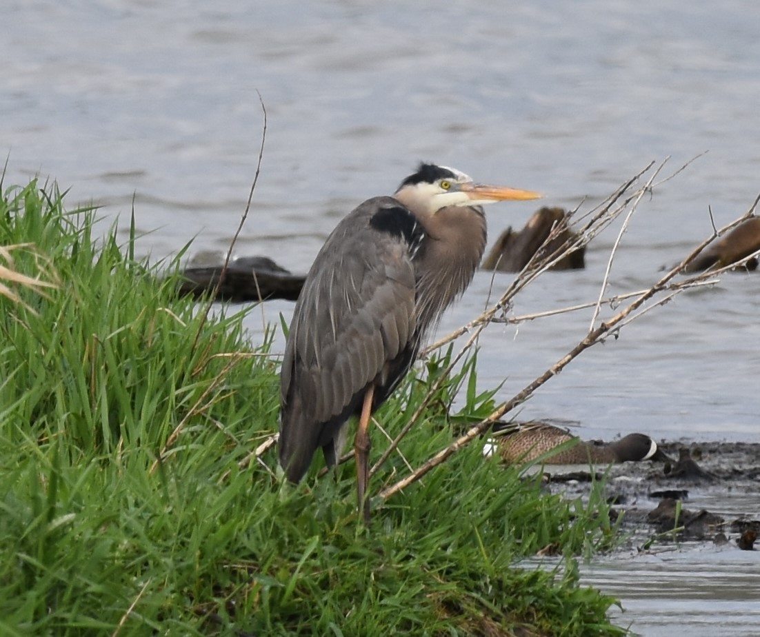 Great Blue Heron - David and Ann Snodgrass