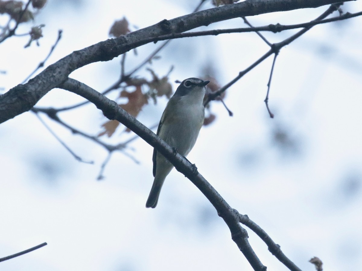 Blue-headed Vireo - Paul Jacyk