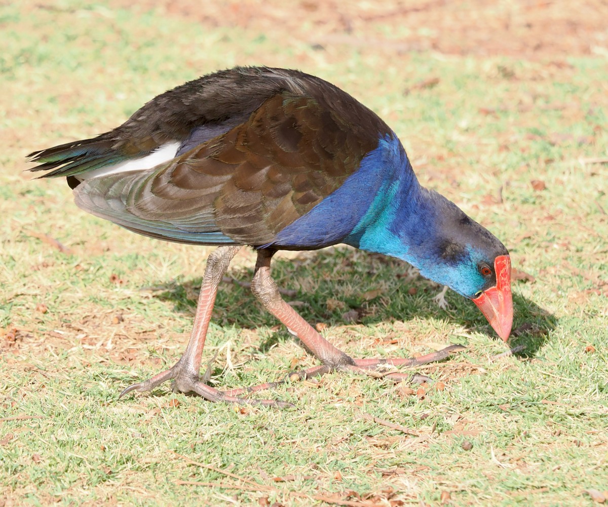 Australasian Swamphen - ML618130378